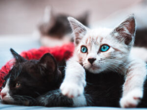 bsachjjahch-hascjhasc