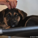 GUARDA COMPARTILHADA PET