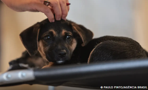 GUARDA COMPARTILHADA PET