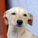 PET - GUARDA COMPARTILHADA