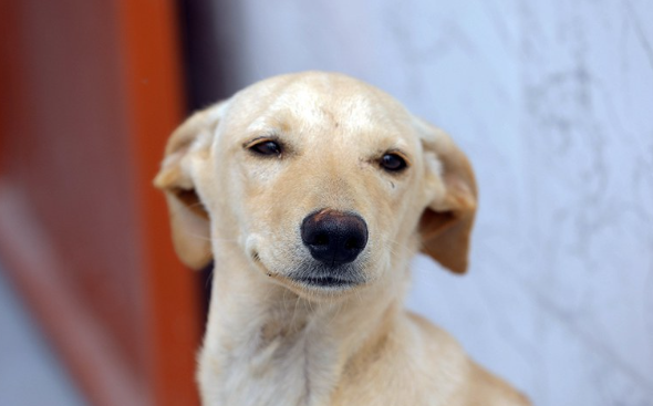 PET - GUARDA COMPARTILHADA