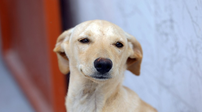 PET - GUARDA COMPARTILHADA