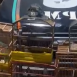 aves silvestres 2