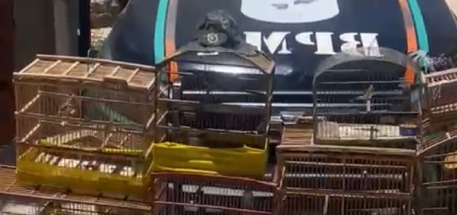 aves silvestres 2